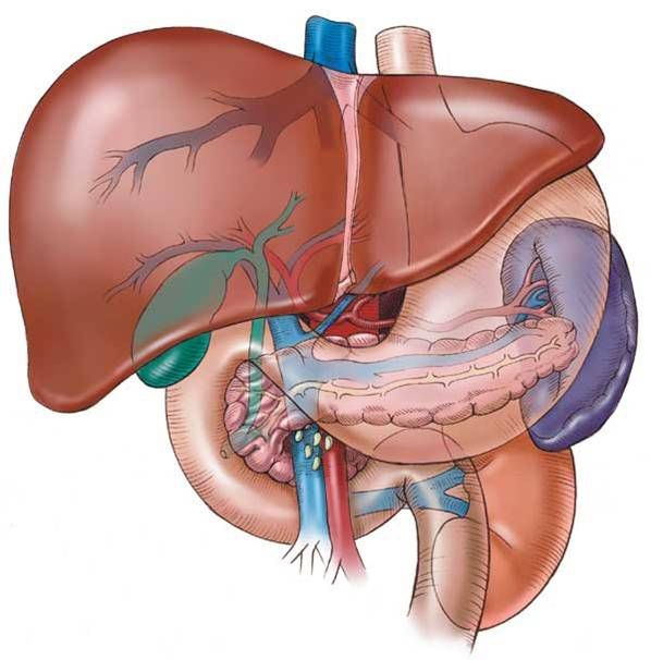 sigaranın en çok zarar verdiği organ